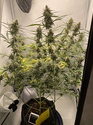 Growreport Bild 16