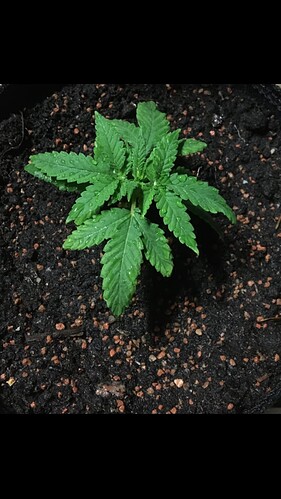 Growreport Bild 20