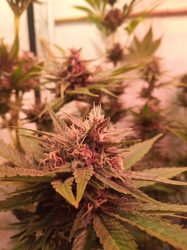 Growreport Bild 38