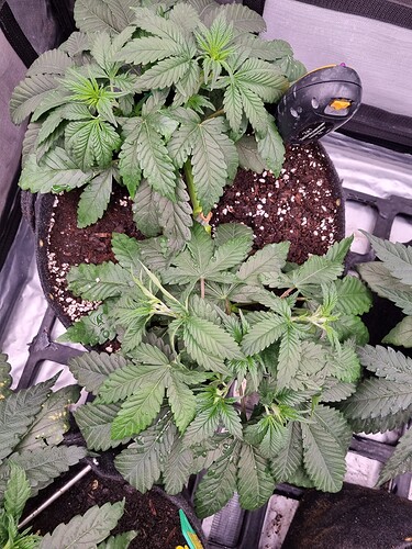 Growreport Bild 39