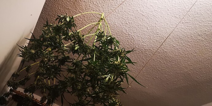 Growreport Bild 1