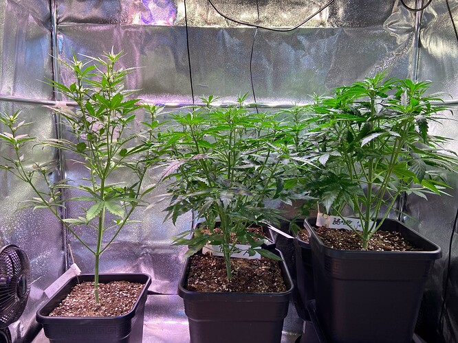 Growreport Bild 8