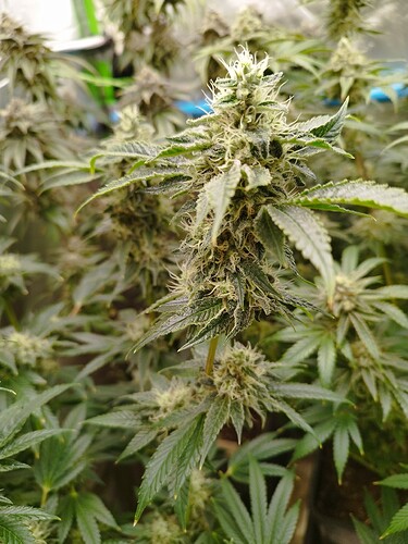 Growreport Bild 11