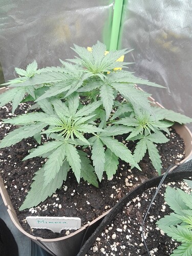 Growreport Bild 7