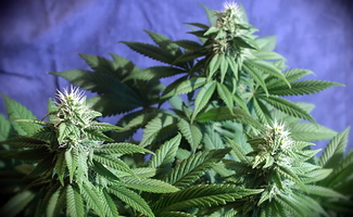 Growreport Bild 25