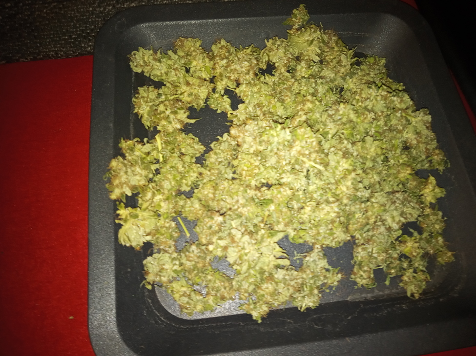 Anfänger Growreport Led 80x80x180