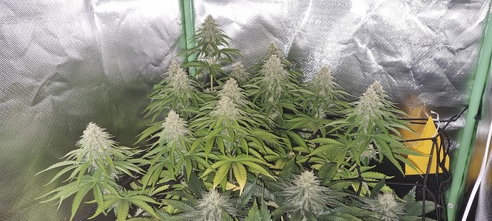 Growreport Bild 4