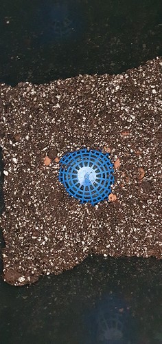 Growreport Bild 5