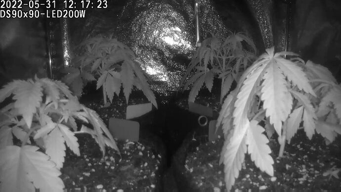 Grow ⛺ - 2022-05-31 12.17.22