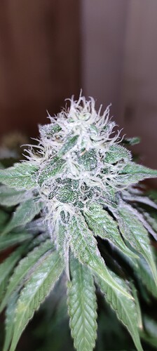Growreport Bild 5