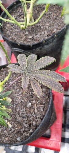 Growreport Bild 51