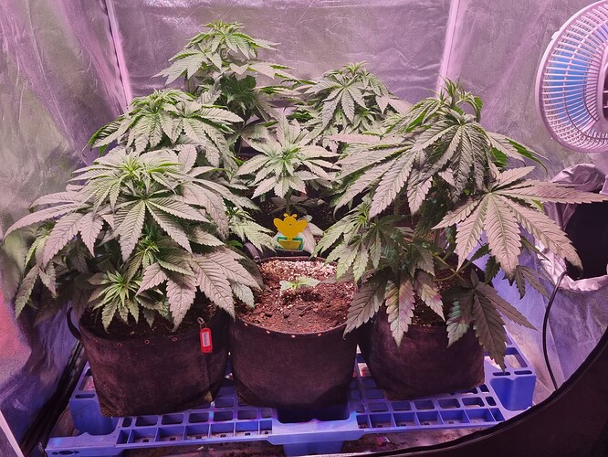 Growreport Bild 29