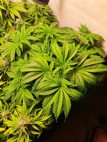 Growreport Bild 10