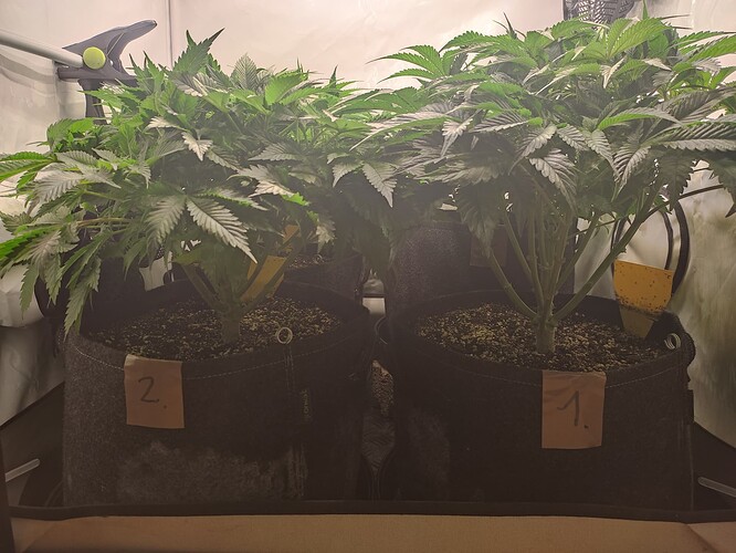 Growreport Bild 19