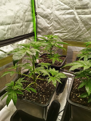 Growreport Bild 4