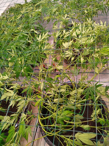 Growreport Bild 12