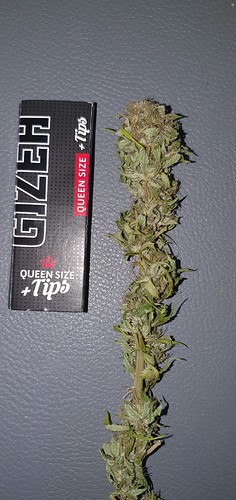 Growreport Bild 22