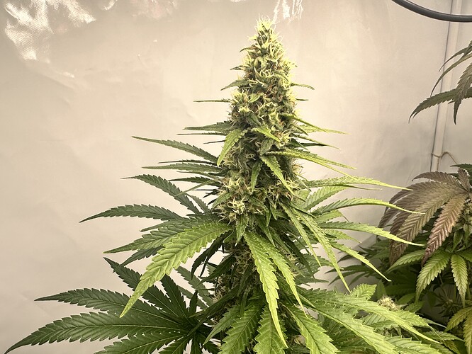 Growreport Bild 6