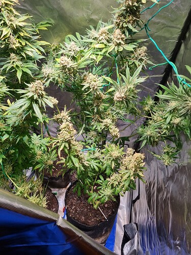 Growreport Bild 23