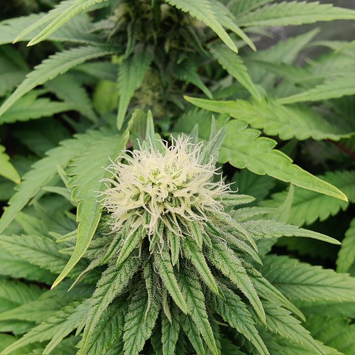 Growreport Bild 7