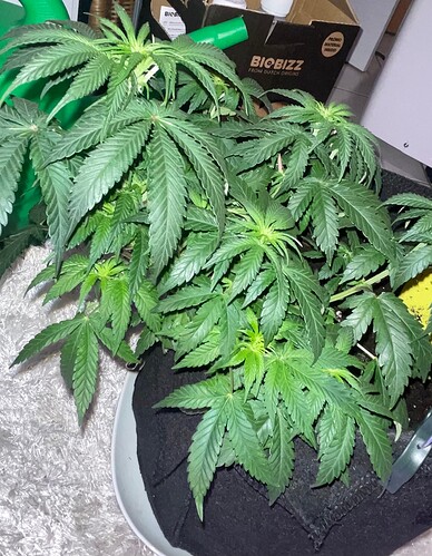 Growreport Bild 26