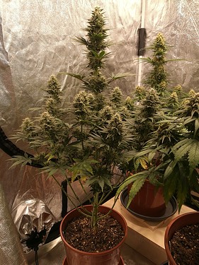 Growreport Bild 10