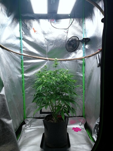 pineapple day49 d