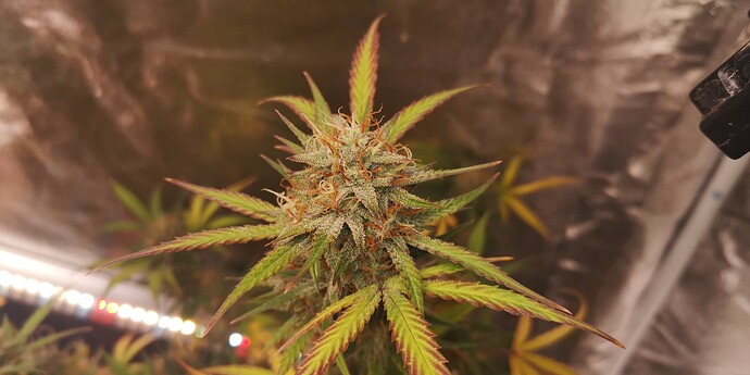 Growreport Bild 8