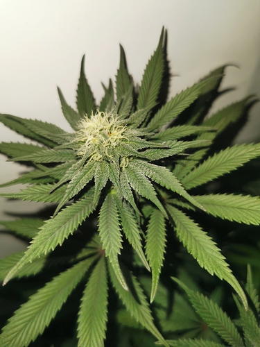 Growreport Bild 3
