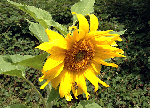 SonnenblumeBlueht_01