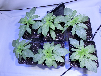 Fünf junge Cannabispflanzen in kleinen Töpfen, die in Erde gepflanzt sind. Eine digitale Anzeige ist im Hintergrund sichtbar.