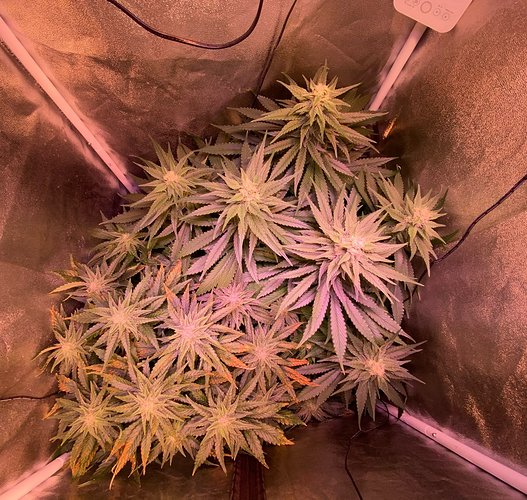 Growreport Bild 1