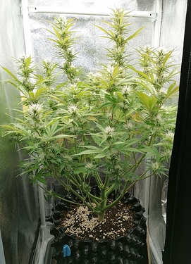 Growreport Bild 3