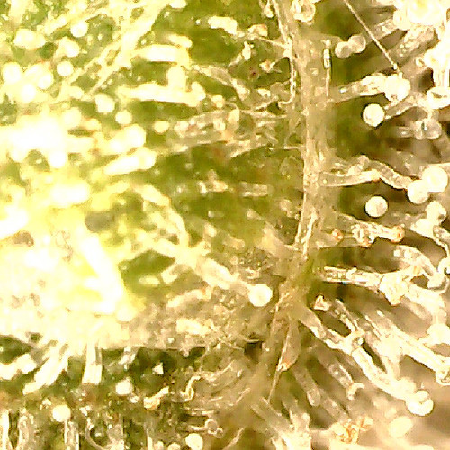 Growreport Bild 7