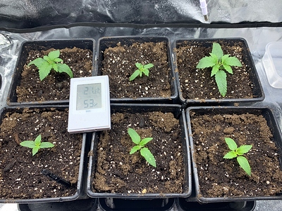Growreport Bild 1