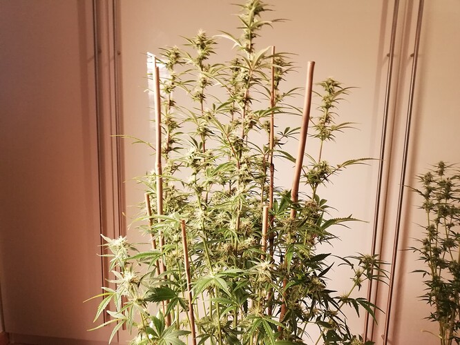 GG#2_231214-6