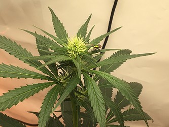 Growreport Bild 11