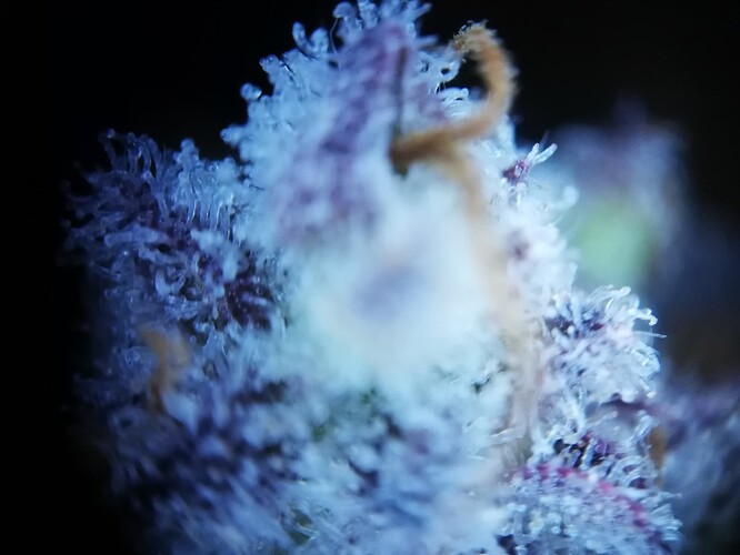GG#2_240119-8