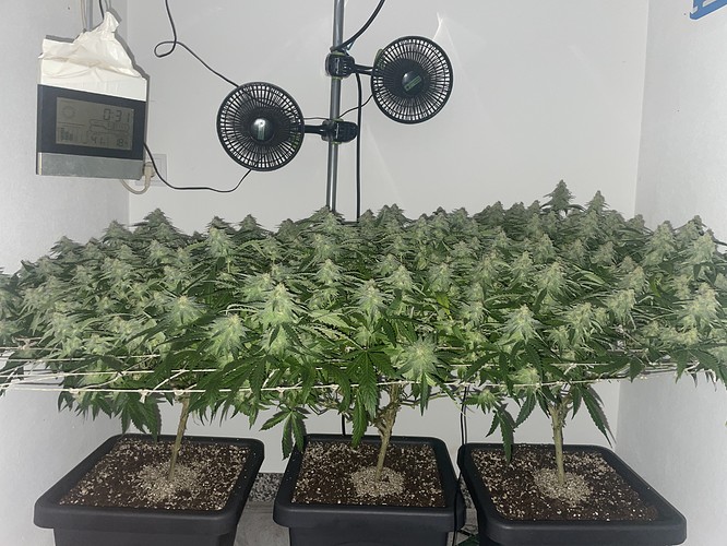 Growreport Bild 2