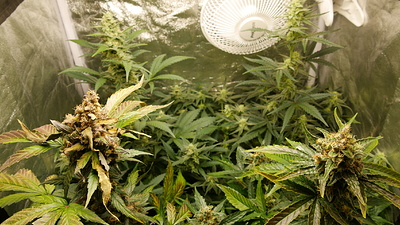 Growreport Bild 12