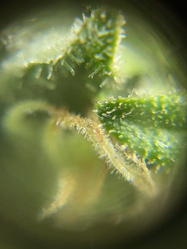 Growreport Bild 60