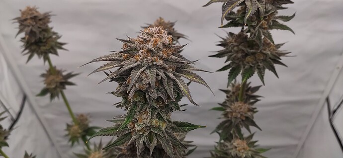 Growreport Bild 11