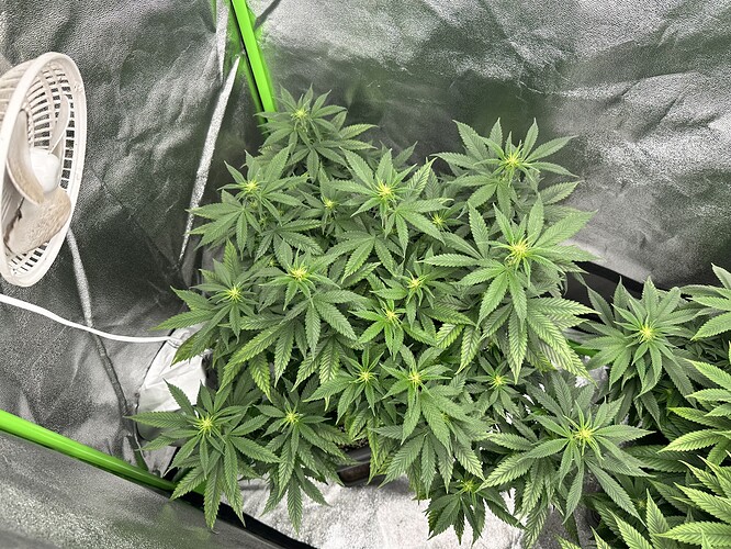 Growreport Bild 4