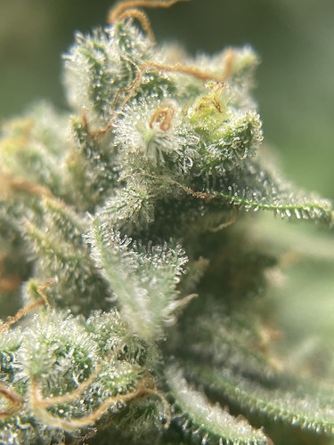 Growreport Bild 4