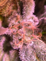 Growreport Bild 15