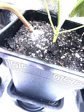Growreport Bild 4