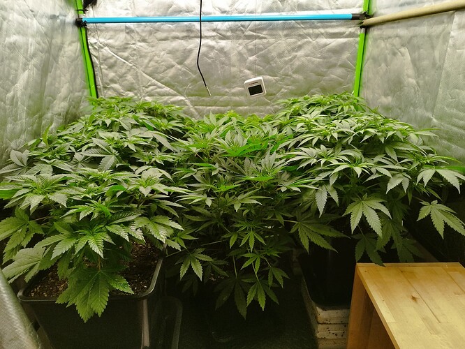 Growreport Bild 3