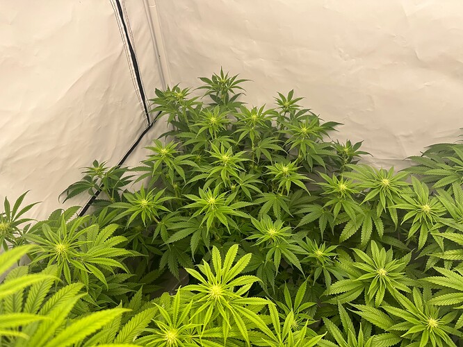 Growreport Bild 6