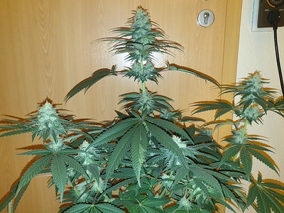 Growreport Bild 2