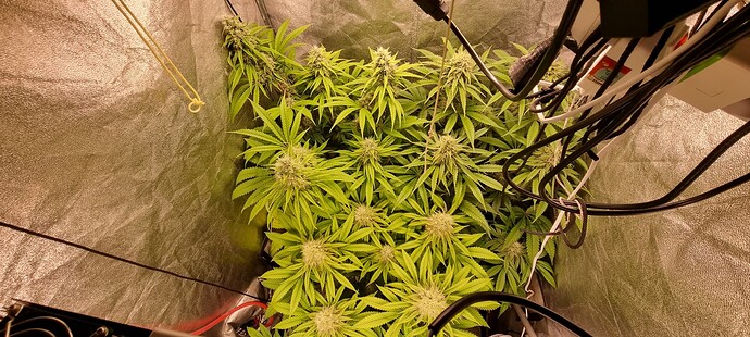 Growreport Bild 6